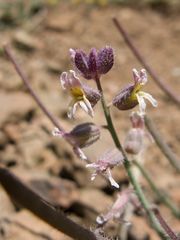 Streptanthus hispidus