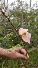 Dalechampia schippii