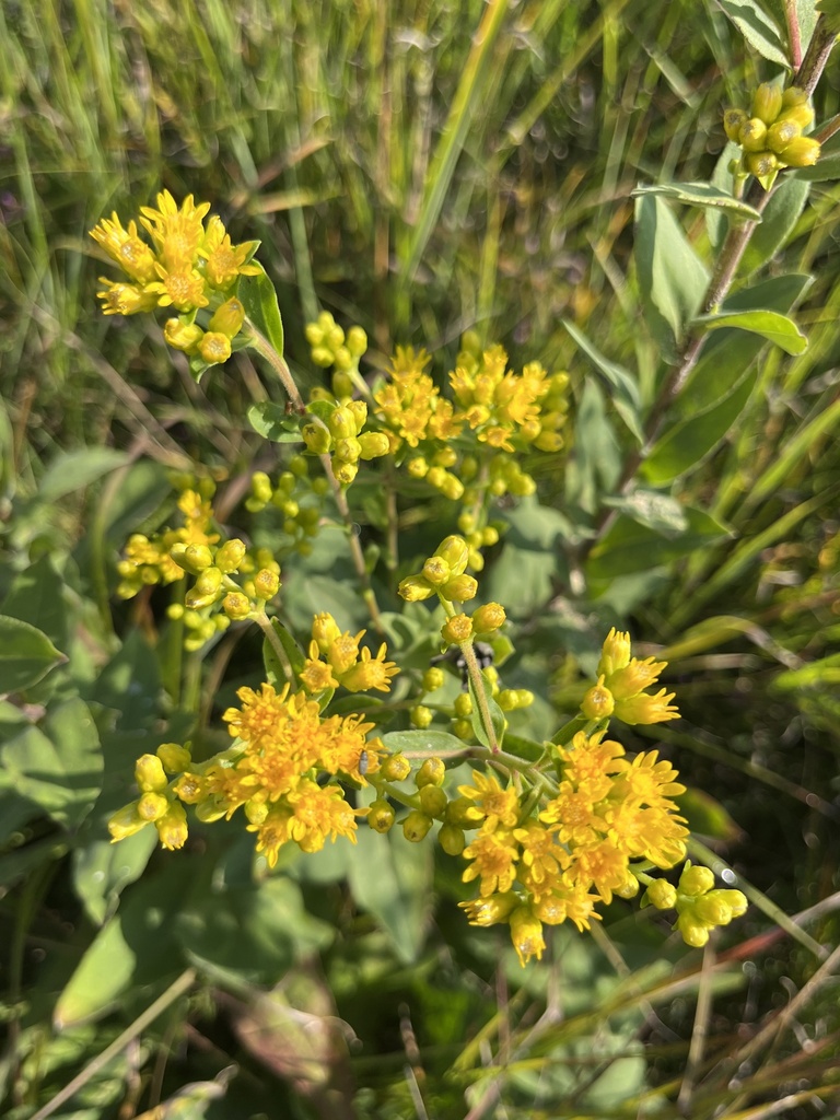 stiff-leaved goldenrod from Timber View Trail, Novinger, MO, US on ...