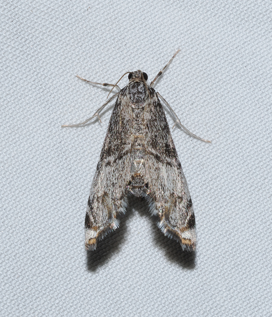 Long-winged Petrophila