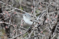 Polioptila nigriceps