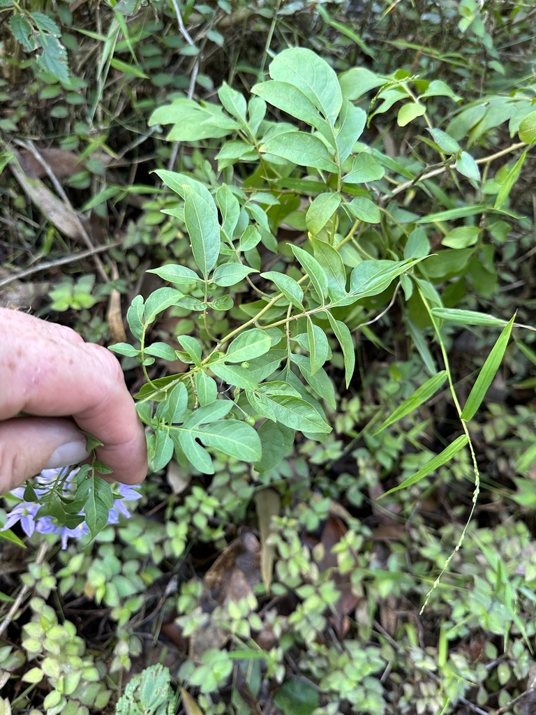 Brazilian Nightshade in April 2023 by cwelden_ecp · iNaturalist