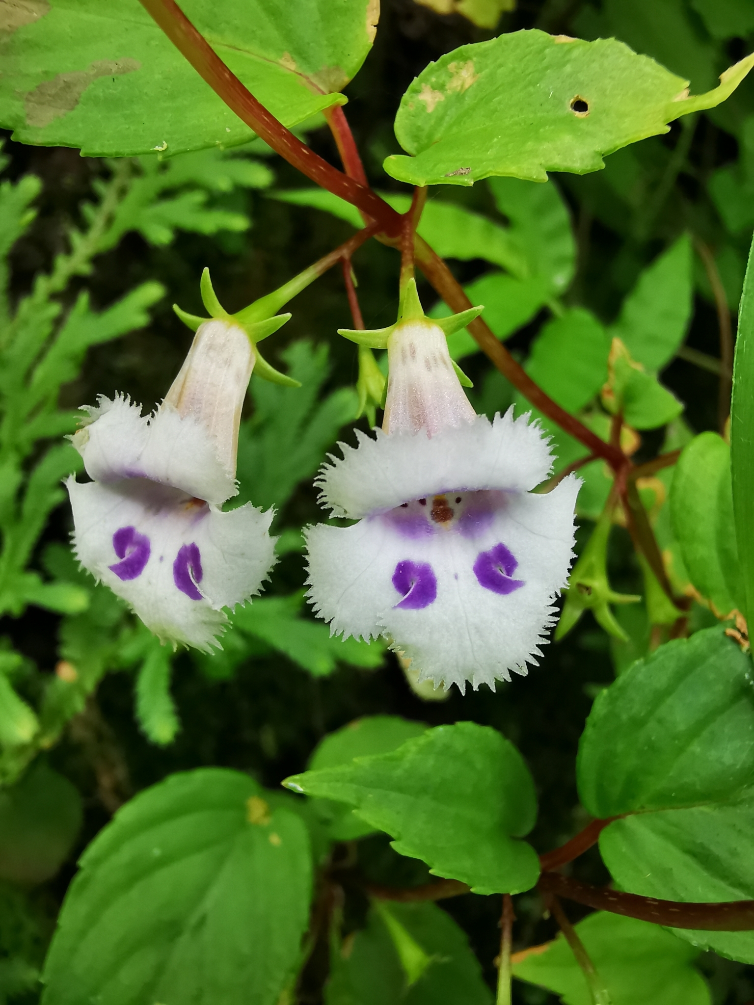 Achimenes fimbriata