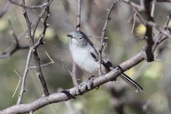 Polioptila nigriceps