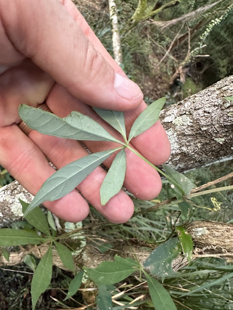 Pepper Vine in April 2023 by cwelden_ecp · iNaturalist