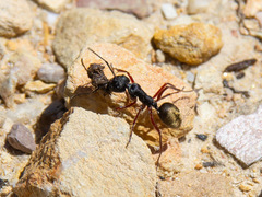 Camponotus suffusus