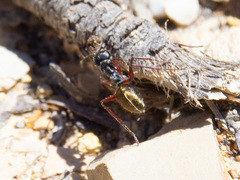 Camponotus suffusus