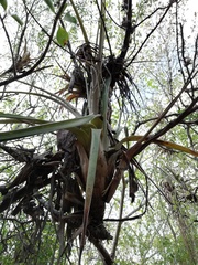 Tillandsia huamelulaensis