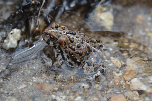 iNaturalist observation photo of Yosemite Toad