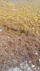 Sargassum