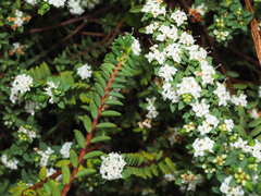 Pimelea prostrata