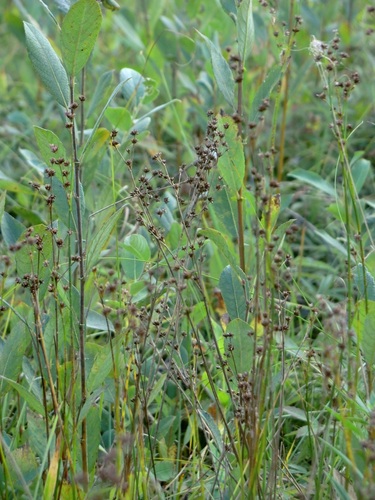 Juncus X alpiniformis