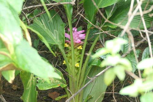 hill turmeric (Curcuma pseudomontana)