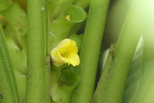 Curcuma pseudomontana, photograph 1