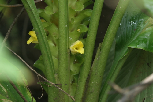 Curcuma pseudomontana, photograph 2