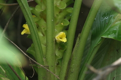 Curcuma pseudomontana, photograph (c) Dinesh Valke, some rights reserved (CC BY-SA)