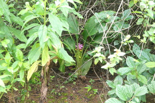Curcuma pseudomontana, photograph 3