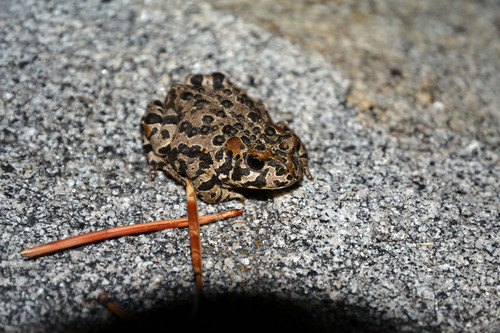 iNaturalist observation photo of Yosemite Toad