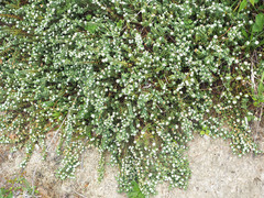 Pimelea prostrata