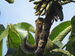 Microsciurus