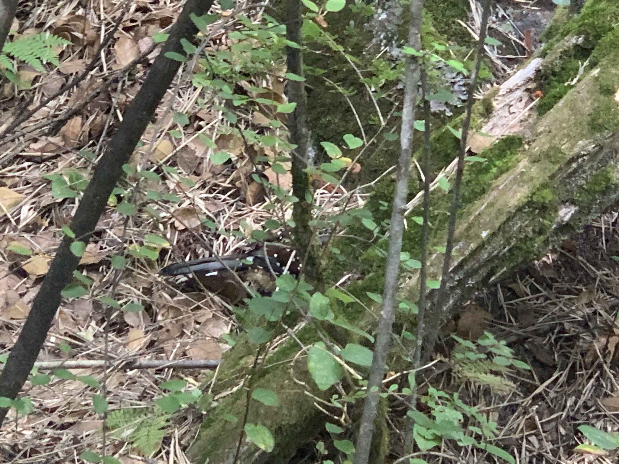 Giant Laughingthrush