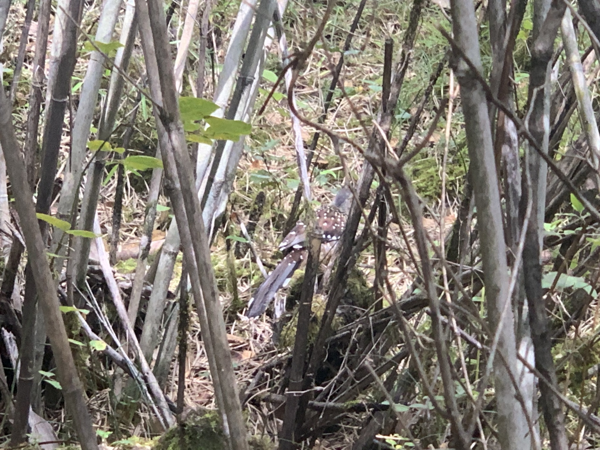 Giant Laughingthrush