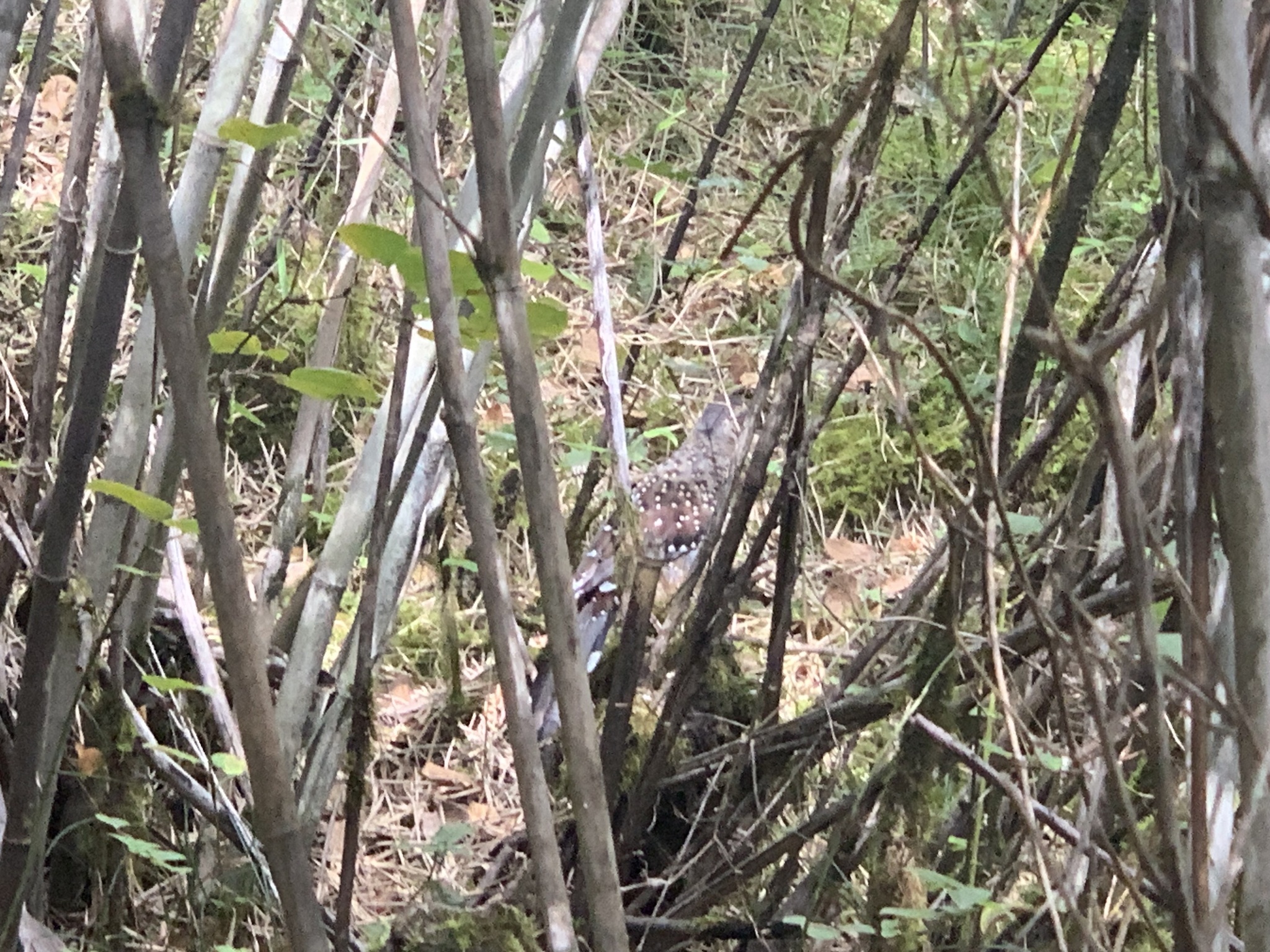 Giant Laughingthrush