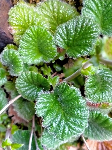 Geum albiflorum