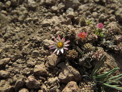 Oriastrum lycopodioides