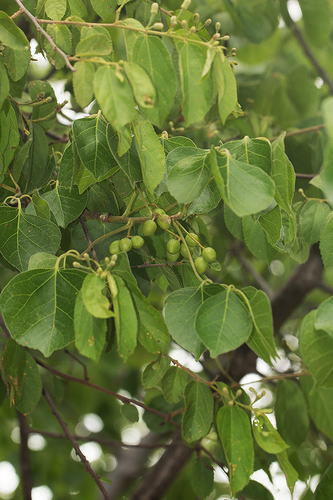 Commiphora mossambicensis (Oliv.) Engl. 3