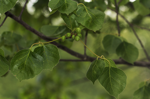Commiphora mossambicensis (Oliv.) Engl. 2