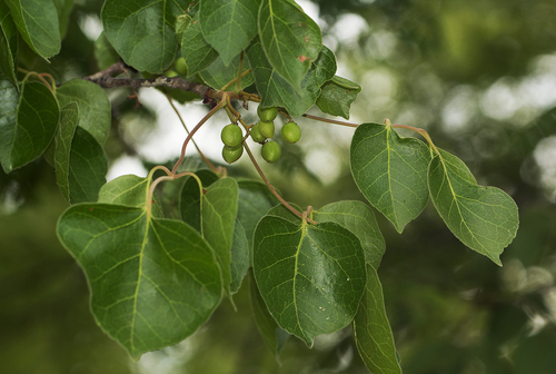 Commiphora mossambicensis (Oliv.) Engl.