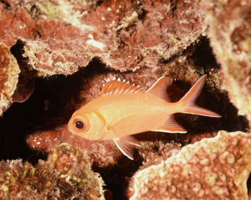Myripristis vittata