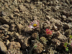 Oriastrum lycopodioides
