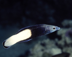 Labroides bicolor