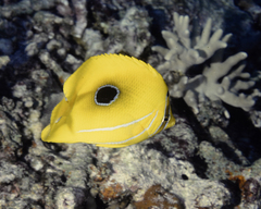 Chaetodon bennetti