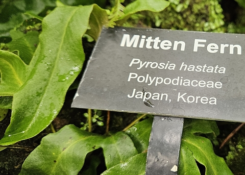 Pyrrosia hastata iNat (1)