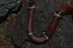 Lampropeltis abnorma