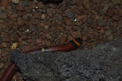 Lampropeltis abnorma