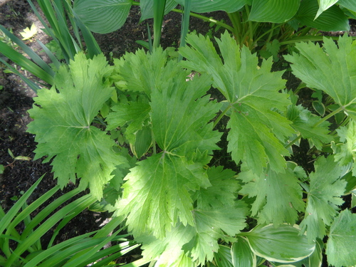 Ligularia × yoshizoeana iNat (1)