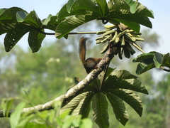 Microsciurus