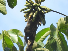 Microsciurus
