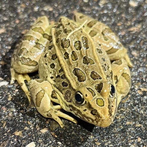 Northern Leopard Frog, photo 7 of 10