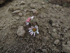 Oriastrum lycopodioides