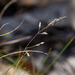 Snow Grass - Photo (c) Terra Occ, some rights reserved (CC BY-NC-ND), uploaded by Terra Occ
