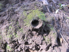 Bothriocyrtum