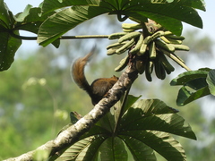 Microsciurus