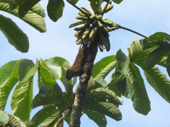 Microsciurus