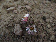 Oriastrum lycopodioides