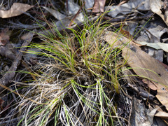 Poa sieberiana